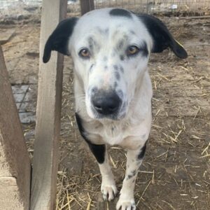 BREE (♀) - vermittelt MH