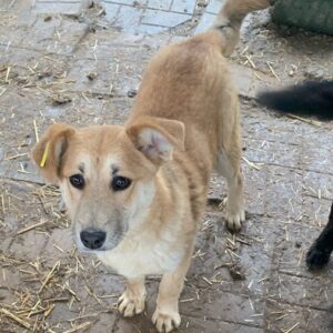 RENATE (♀) - vermittelt NH