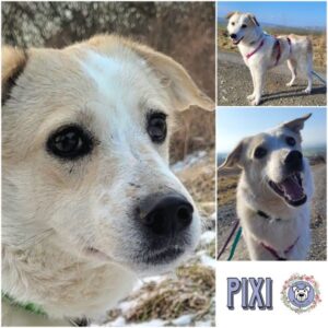 PIXI (♀) in 38170 Schöppenstedt - vermittelt