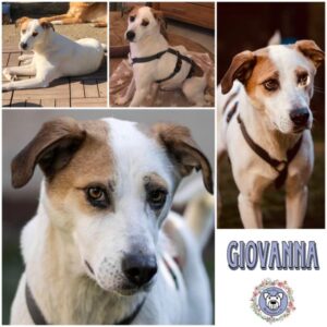 GIOVANNA (♀) in 63543 Neuberg - vermittelt