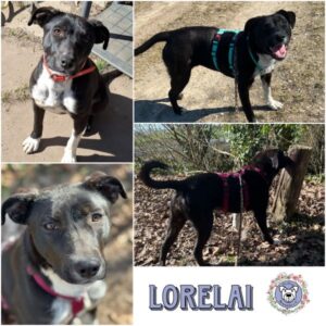 LORELAI (♀) in 18311 Ribnitz Damgarten - reserviert