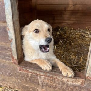 SHANICE (♀) - ausgeresit zum TST Rösrath (AL)