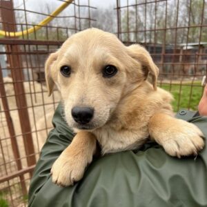 LISABET (♀) - ausgereist zum TST Rösrath (AL)