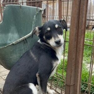 LEVIA (♀) - sollte zeitnah ausreisen, wird unsicher