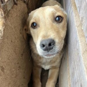 MABELLE (♀) - sollte dringend ausreisen, ist bereits unsicher