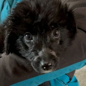 JASNY (♂) - bereits Hautprobleme und wird unsicher, sollte zeitnah reisen