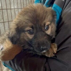 DARSHANNA (♀) - wird unsicher, sollte zeitnah reisen - reserviert Vierbeiner in Not (AL 22.05.)