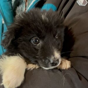 AIANA (♀) - reist auf PDR PS im PLZ Bereich 66 (JW 24/05)