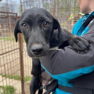 MÖPPI (♀) - ausgereist zum TST Rösrath (AL)