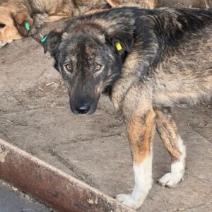 ARVID (♂) - sehr dünn / Mobbingopfer