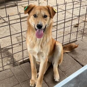 LANCELOT (♂) - vermittelt MH