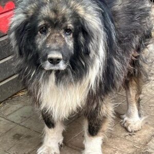 SAMSON (♂) - Hüftprobleme