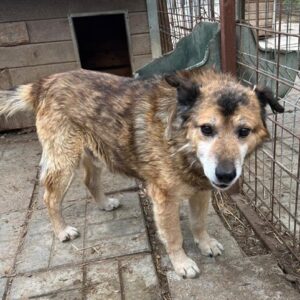 CARLSON (♂) - müder Senior