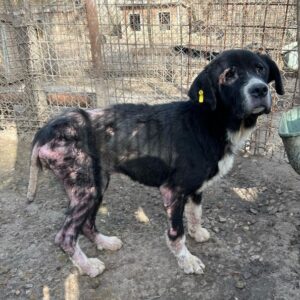 BLEAK (♂) NOTFALL! - Mobbingopfer - Sehkraft eingeschränkt - viel zu dünn - massive Hautprobleme - reserviert TSV Angsthund (AL 17.05.)