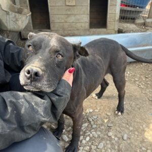 GOBI (♂) - Staff-mix, Vermittlung nur nach AT möglich