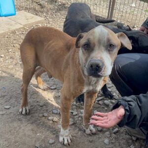 CLAUDIO (♂) - Staff-mix, Vermittlung nur nach AT möglich - Notfall, viel zu dünn! Körperlich und seelisch im schlechten Zustand!