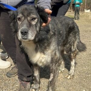 WISDOM (♂) - war lange in Clinic, müde und resigniert reist als GPH auf PS PLZ 564 (24/05 MH)