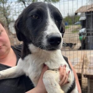 FENRIK (♂) - reserviert TST (AL 11.05.)