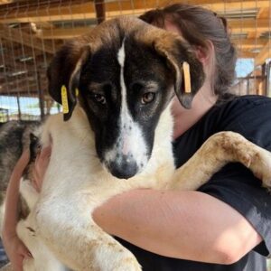 BISCOTTI (♀) - sollte zeitnah ausreisen