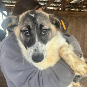 ISHTAR (♀) - sollte zeitnah ausreisen