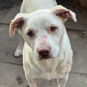 PAULCHEN (♂) - Ausreise nur nach AT möglich