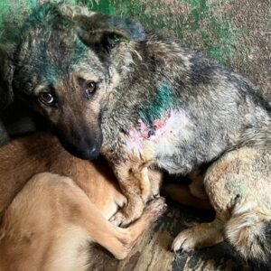 BOSSE (♂) - RBB 05/25