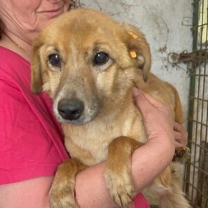 BISKUIT (♂) - ausgereist zu Vierbeiner in Not (AL)