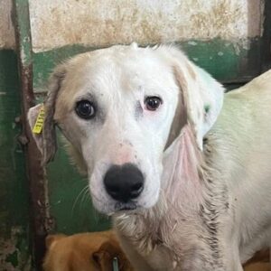 HELLA (♀) - Notfall - große Bisswunde im Nacken! - viel zu dünn - sollte zeitnah reisen!