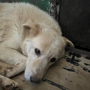 ARASH (♂) - ausgereist zum TSV Ambrosius AT (AL)