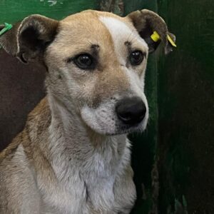 FINNYA (♀) - zu dünn