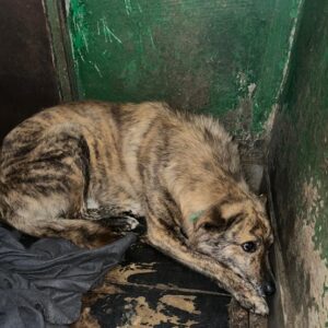 ITHEMBO (♂) - ausgereist zu Vierbeiner in Not (AL)