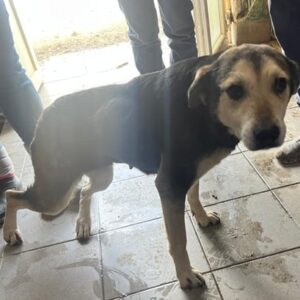 FILIPPA (♀) - med. Notfall, große Hinterhandprobleme, zu dünn, Augen entzündet!