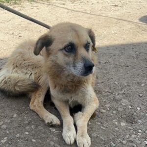 NIKO (♂) - med. Notfall - aktuell zu dünn, Stickertumor, trübe Augen, linkes Vorderbein Geschwür