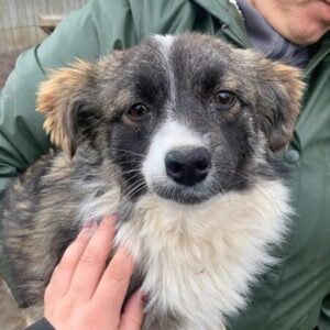 MARIEBELLE (♀) - reist auf PDR PS im PLZ Bereich 53 (JW 23/05)