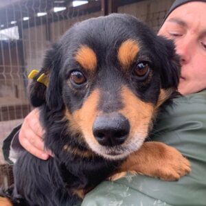 FOCKO (♂) - reserviert Kathleen Müller (AL 21.05.)