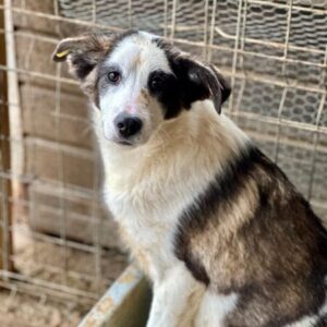 PERLCHEN (♀) - sollte zeitnah ausreisen