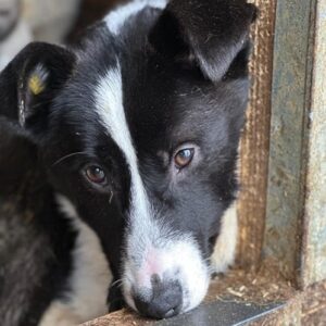 LOTTE (♀) - sollte zeitnah ausreisen