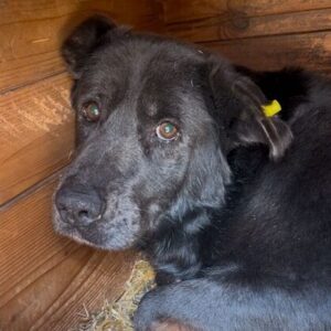 WISSAM (♂) - seit mind. Anfang 2019 im Shelter - Müde und entkräftet!