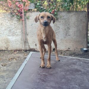 LEORA (♀) - seel. Notfall - vermittelt LS