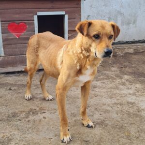 LEROY - zu dünn - reserviert Betty - vermittelt