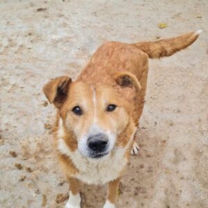 FRIDOLIN - auf PDR PS als Gnadenplatzhund gereist