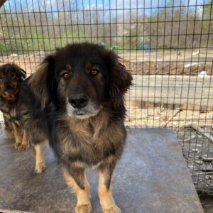 ARWEN - seit mindestens 2020 im Shelter