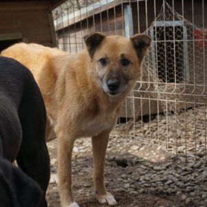 SUNDANCE - vermisst 11/24