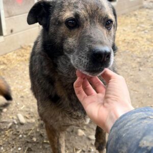 VESNA - seit mind. 2019 im Shelter - ausgereist zur Tierhilfe Lebenswert