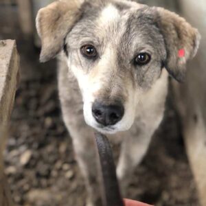 RALLYE (♂) - seit mind. 2019 im Shelter