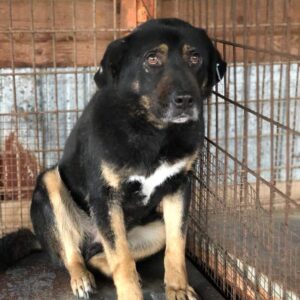 CHRISTOPH - rechte Vorderpfote defekt - seit mind. 2020 im Shelter - jetzt auf PDR PS im PLZ Bezirk 94