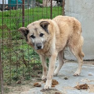 TAMBO - viel zu dünn - vermittelt LS