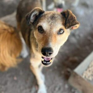 VIGGO - seit mind. 2016 im Shelter - vermittelt Manuela