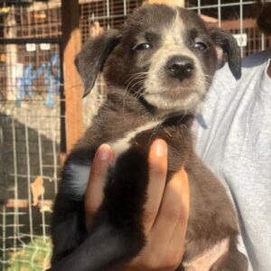 AMAL - vermittelt MD