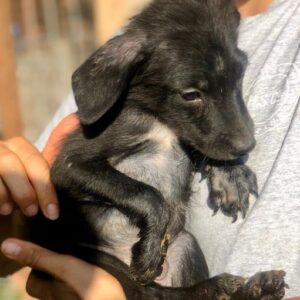 CEDRIC - ausgereist zur Arche Noah